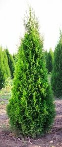 Thuja thuje tuje tuja smaragd za akční výprodejové ceny - 1