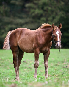 QH hřebec do sportu - TOP cowhorse/reining původ, super cena - 1