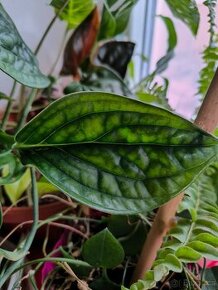 Monstera Karstenianum Peru