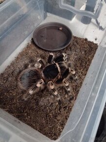 Sklípkan Acanthoscurria Geniculata