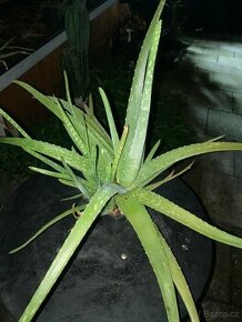 Aloe - 1