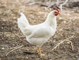 LEGHORN