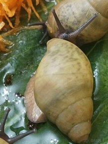 Archachatina porphyrostoma Lagos albino shell