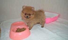 Pomeranian pomerian Boo - 1