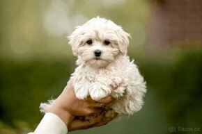 Koupim Maltipoo