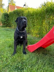 Italské plemeno Cane Corso - štěňata