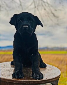 Labradorský retrívr labrador