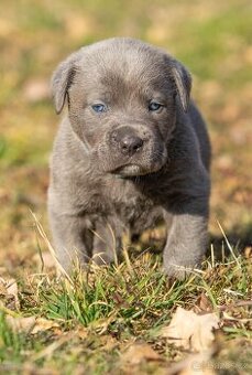 Mix Cane Corso