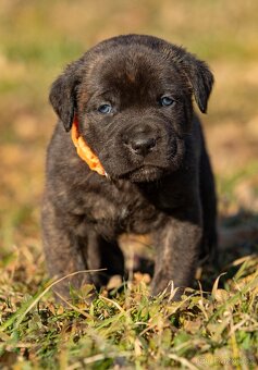 Mix Cane Corso