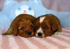 Cavapoo F1