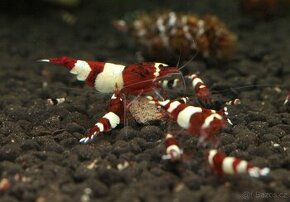 Krevetky Caridina Red Wine - 1