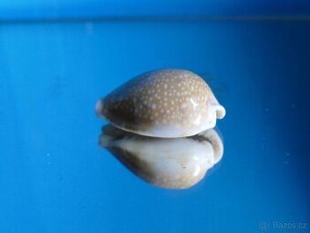 Cypraea miliaris - 1