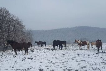 PASTEVNÍ USTÁJENÍ S KOMPLETNÍM ZÁZEMÍM A HALOU JIH PRAHY - 1