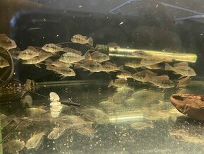 Geophagus Altifrons Rio Tocantins