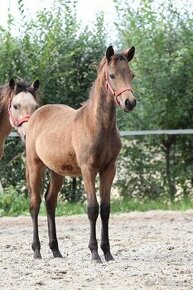 Prodám letošního hřebečka WPBR po Zaval v.h.Enkershof - 1