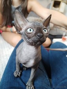 Sphynx bez PP