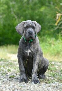 Cane corso s PP /FCI/