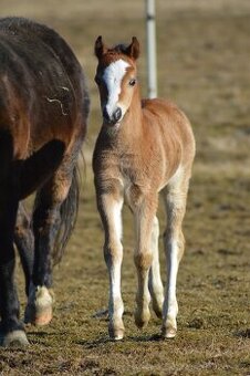 Welsh pony of cob type - kobylka