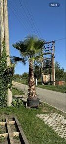 Palma Washingtonia Robusta