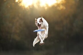 Krytí Border Collie red merle - 1