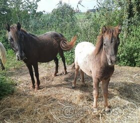 Pony,minihorse