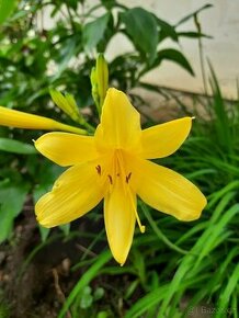 Starodávná žlutá denivka/ lilie