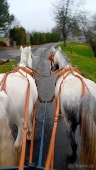 Valach Welsh Mountain pony - 1