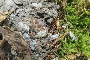 Porcellio laevis Dairy cow