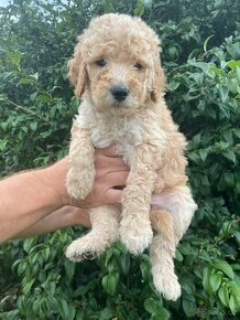 Zlatý retrívr (Goldendoodle)