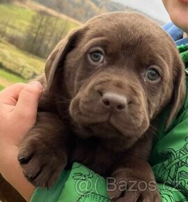 Čistokrevná štěňata labrador ihned hňědé kluky