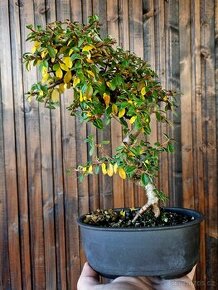 Bonsai, Bonsaj - Cotoneaster Dammeri 1