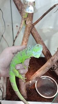 Leguán zelený (Iguana iguana)