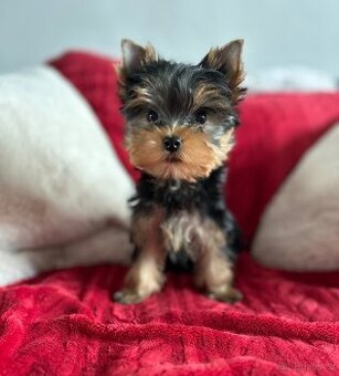 Yorkshire terrier, mini york, jorkširsky terier