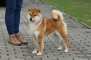 Shiba Inu s PP FCI - 1