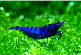 Neocaridina Blue Dream - 1