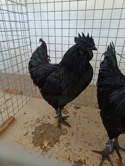 Ayam Cemani kohout