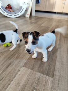 Jack Russell teriér