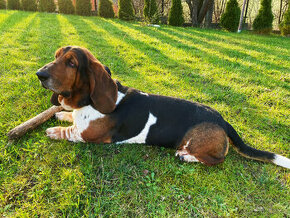 Basset Hound