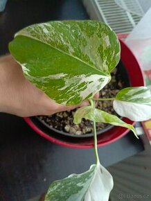 Monstera albovariegata