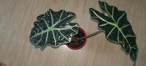 Alocasia Polly - 1