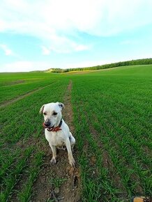 Daruji psa křížence Labradora