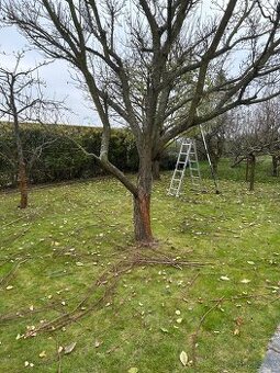 Ořez ovocných stromu a zahradnické služby