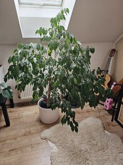 Ficus Benjamin