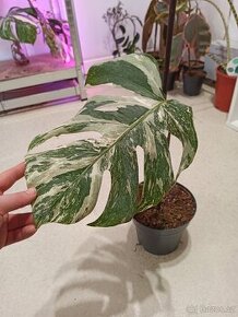 Monstera albo variegata