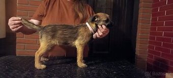 Štěňata Border terrier s PP