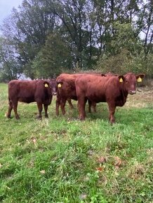 Jalovice Aberdeen Angus