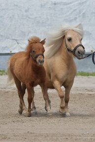 Shetland pony v mini typu - klisnička