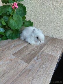 Zakrslý králík TEDDY - siamský sameček - 1