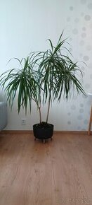 Dracaena Marginata 2-kmen