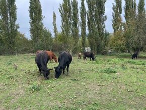 Aberdeen Angus - prodám celé stádo skotu - ruším chov